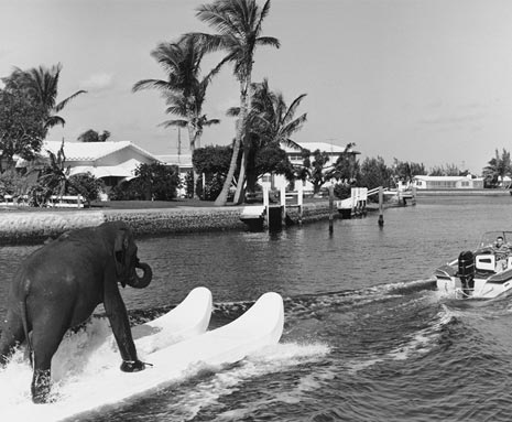 elephant on water skis